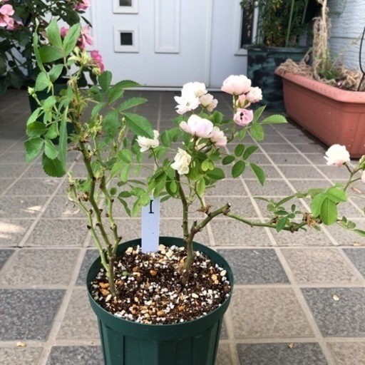 御成約御礼ありがとうございました 郡舞2株植えトゲなしつるバラ鉢植え Torasiro 羽生のその他の中古あげます 譲ります ジモティーで不用品の処分 御成約御礼ありがとうございました 郡舞2株植えトゲなしつるバラ鉢植え Torasiro 羽生のその他の中古あげます 譲ります ジモティーで不用品の処分
