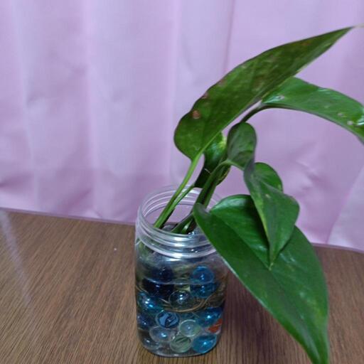 観葉植物 ポトス水栽培 きょーちゃん 川崎大師の家具の中古あげます 譲ります ジモティーで不用品の処分