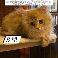 至急❗️猫B型輸血　探しています❗️