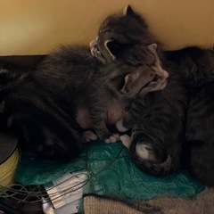 生後2〜3週の子猫