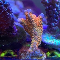 (激美) Bubblegum Montipora Digitat...