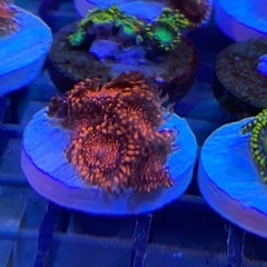(激美)マメスナギンチャク　サンゴ