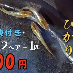【ネット決済】琥珀ひかりメダカ  ２ペア + （1匹サービス）【...