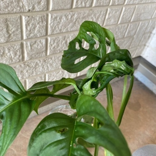 在庫セール送料無料 大 マドカズラ 発根済み 7d4d ファッション通販店 Pn Batam Go Id