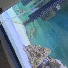 海水魚　無料で差し上げます