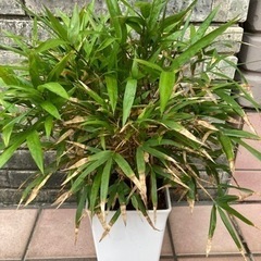 笹　竹　鉢植え　観葉植物