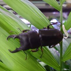 天然ヒラタクワガタ 追加オス各サイズ