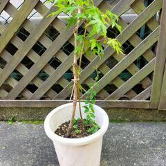 [シンボルツリー]イロハモミジ苗４年生苗