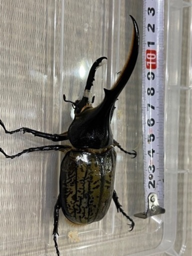 値下げしました ヘラクレスオオカブト成虫 はる 竜ケ水のその他の中古あげます 譲ります ジモティーで不用品の処分