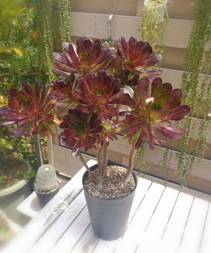 ★黒法師鉢植え