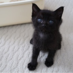 黒猫のポポくん