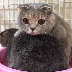 両親ともに血統書付き　スコティッシュフォールド 子猫 − 香川県