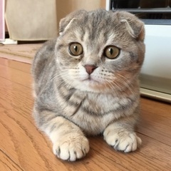 両親ともに血統書付き　スコティッシュフォールド 子猫 - 里親募集