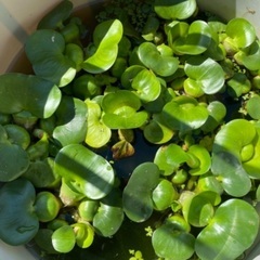 ホテイアオイ　10個　水草　浮草