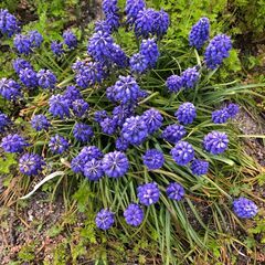 ぶどうムスカリの種　20粒位