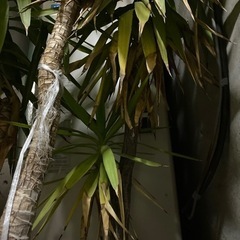 観葉植物　幸福の木　ドラセナ　2メートル超え　3本セット　20年もの