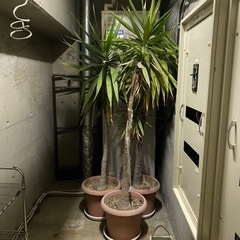 観葉植物　幸福の木　ドラセナ　2メートル超え　3本セット　20年もの