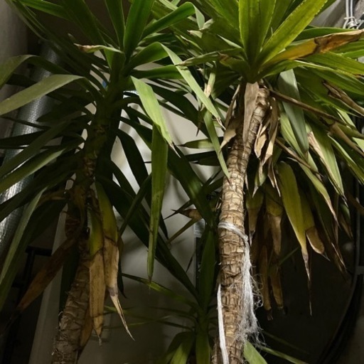 観葉植物　幸福の木　ドラセナ　2メートル超え　3本セット　20年もの