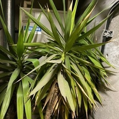 観葉植物　幸福の木　ドラセナ　2メートル超え　3本セット　20年もの