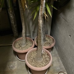 観葉植物　幸福の木　ドラセナ　2メートル超え　3本セット　20年もの