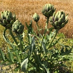 無農薬　アーティチョーク　珍しい野菜