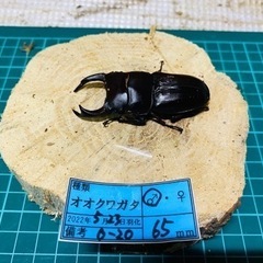 【ネット決済】③オオクワガタ のペアの販売