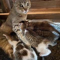 野良猫です。6/28更新　一か月くらいの赤ちゃんも母猫さんも保護...