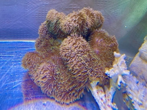 ハタゴイソギンチャク4