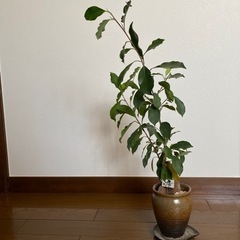 観葉植物　ガジュマル