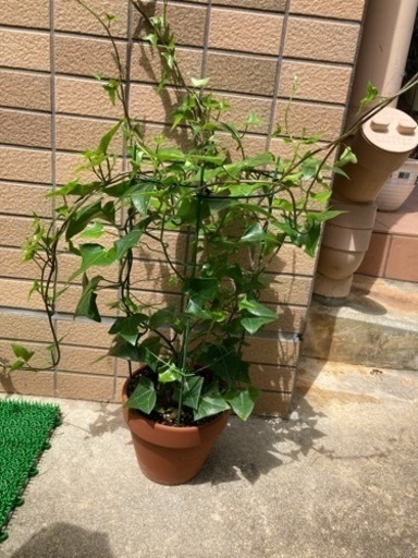 マーガレットアイビー ワックスアイビー 親株 ツル５０ｃｍ以上 植物 Coco 豊見城のその他の中古あげます 譲ります ジモティーで不用品の処分