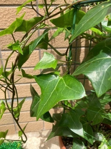 マーガレットアイビー ワックスアイビー 親株 ツル５０ｃｍ以上 植物 Coco 豊見城のその他の中古あげます 譲ります ジモティーで不用品の処分