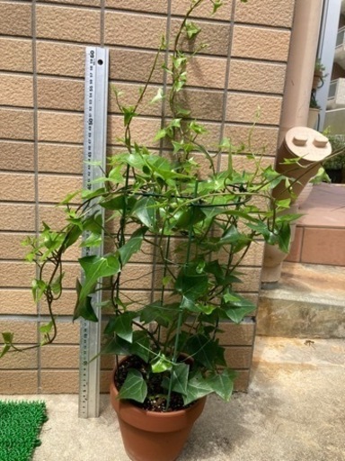 マーガレットアイビー ワックスアイビー 親株 ツル５０ｃｍ以上 植物 Coco 豊見城のその他の中古あげます 譲ります ジモティーで不用品の処分