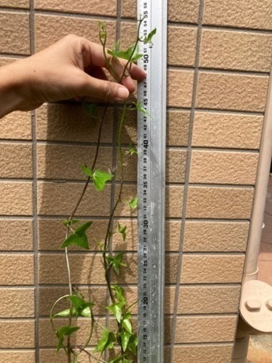 マーガレットアイビー ワックスアイビー 親株 ツル５０ｃｍ以上 植物 Coco 豊見城のその他の中古あげます 譲ります ジモティーで不用品の処分