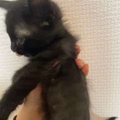 4月に産まれた黒猫ちゃん！