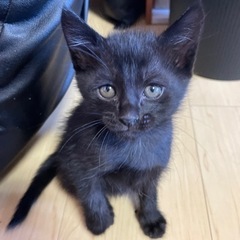 4月産まれの黒猫ちゃんメス！