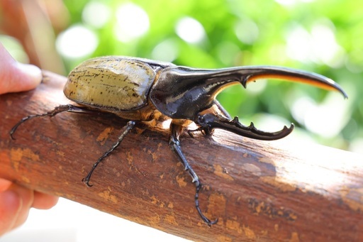 その他 ヘラクレスオオカブトNO.7