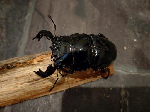 タランドゥスオオツヤクワガタペア♂75ミリUP♀52ミリUP