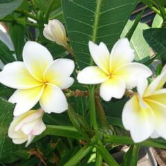 プルメリア　鉢植え　花の色不明　ホワイトイエローまたはレインボー