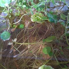 ウォーターマッシュルームの苗 メダカのパラソル メダカの水草