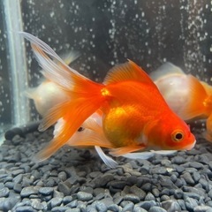 金魚2歳