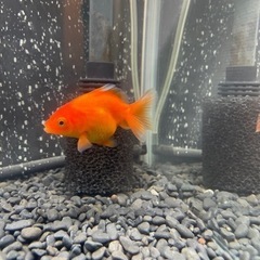 金魚1歳