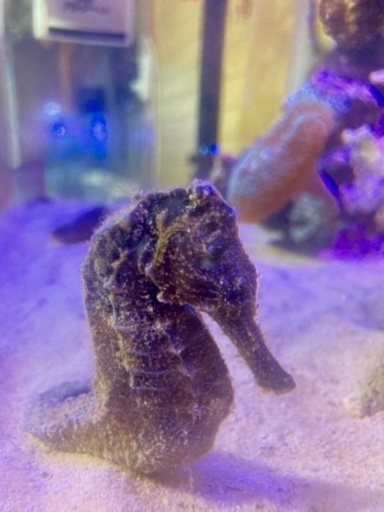 魚➡️タツノオトシゴ