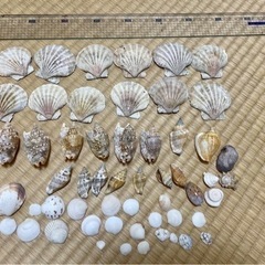 可愛い貝殻多数