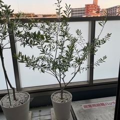 オリーブの木 鉢植え (観葉植物)