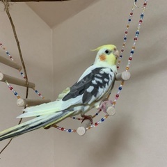 オカメインコ（パイド）を探しています。