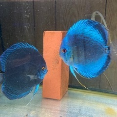 ディスカスまとめて売ります