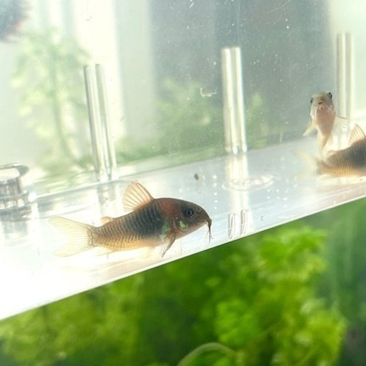 コリドラス ベネズエラオレンジ 熱帯魚 お掃除屋さん ノリヲ 山陽女学園前の家具の中古あげます 譲ります ジモティーで不用品の処分