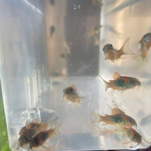 コリドラス ベネズエラオレンジ 熱帯魚 お掃除屋さん ノリヲ 山陽女学園前の家具の中古あげます 譲ります ジモティーで不用品の処分
