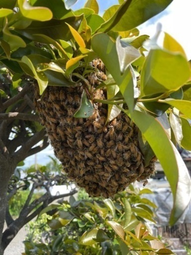 予約順 西洋蜜蜂群1箱 巣枠3枚 引き取りのみ 7月頃まで