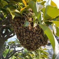 予約順　西洋蜜蜂群1箱　巣枠3枚　引き取りのみ　7月頃まで